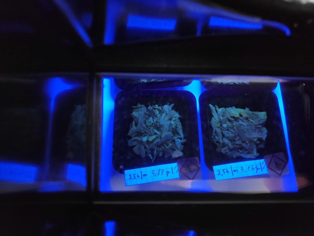 Zerkleinerte Pilze in schwarzen Schälchen unter blauem Licht